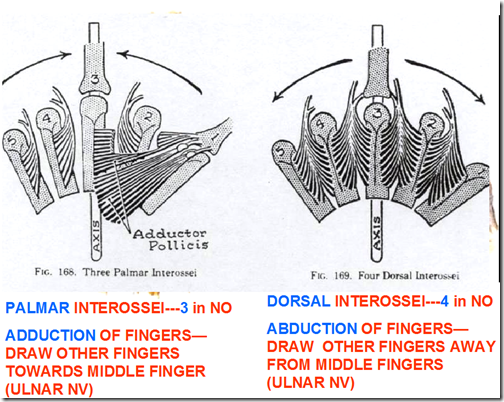 Muscles of upper limb & brachial plexus | Medatrio